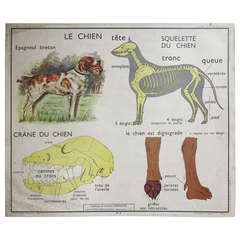 Vintage Animal Anatomy School Chart, France, 1950-1955