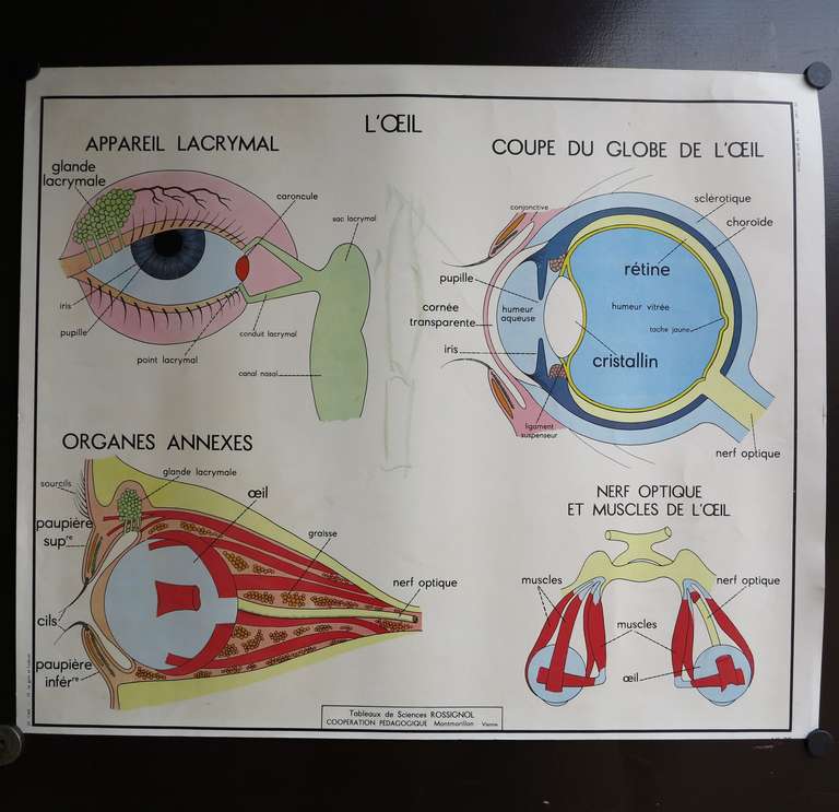 French Vintage Human Anatomy School Chart, France, 1950-1955 For Sale