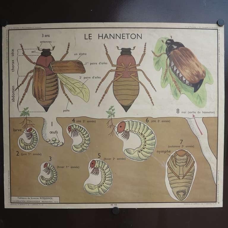 French Vintage Animal Anatomy School Chart, France, 1950-1955 For Sale