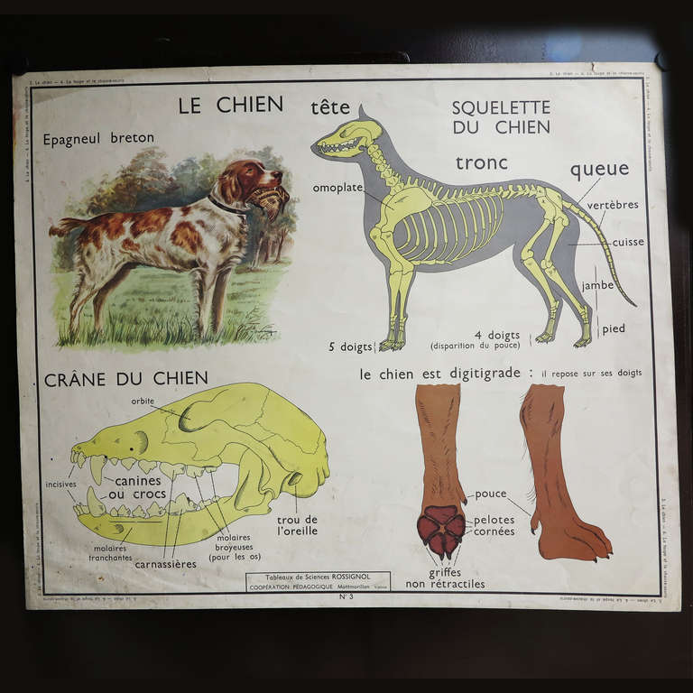 Title: Le Chien / Les Insectivores.

Material: Carton, printed on both sides.

Year: 1950 - 1955.

Measure : 89 x 75 cm.

Manufacturer: Edition Rossignol.

Condition : Good.