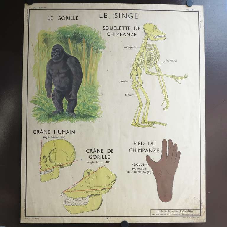 Vintage Animal Anatomy School Chart, France, circa 1950-1955