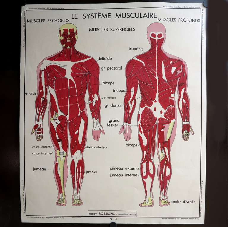 Vintage human anatomy school chart. France 1950 - 1955.

Title: Le Système Musculaire / Le Systeme Nerveux.

Material: Carton, printed on both sides.

Year: 1950 - 1955.

Measure : 89 x 75 cm.

Manufacturer: Edition Rossignol.

Condition