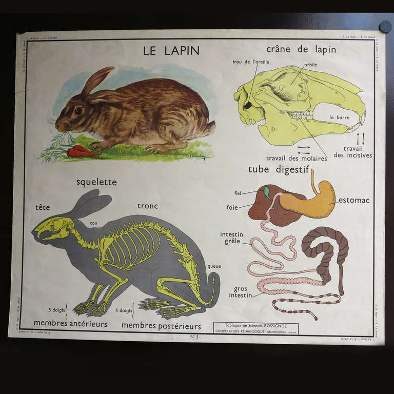 Mid-Century Modern Vintage Animal Anatomy School Chart, France, 1950-1955 For Sale