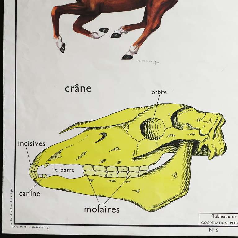 French Vintage Animal Anatomy School Chart, France, 1950-1955 For Sale