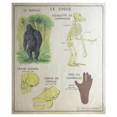 Retro Animal Anatomy School Chart, France, circa 1950-1955