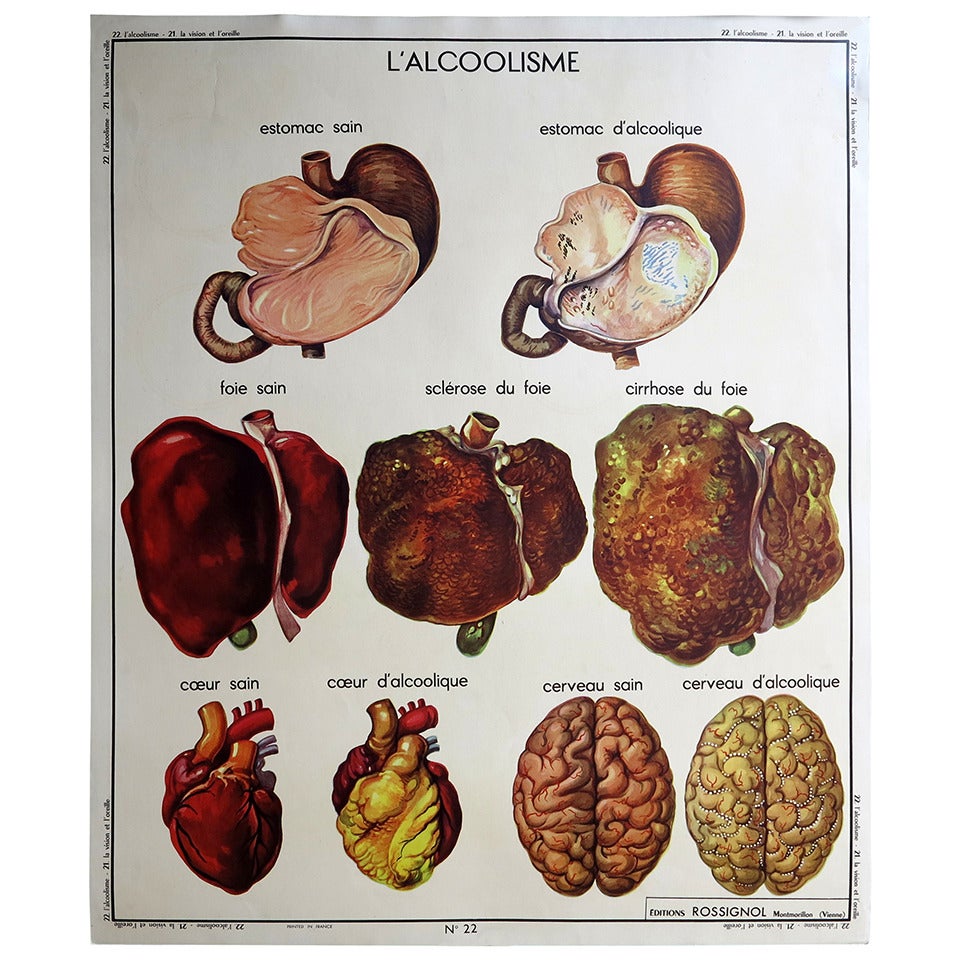 Vintage Human Anatomy School Chart, France, circa 1950 - 1955 For Sale