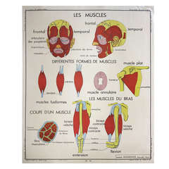 Retro Human Anatomy School Chart, France,  circa 1950 - 1955