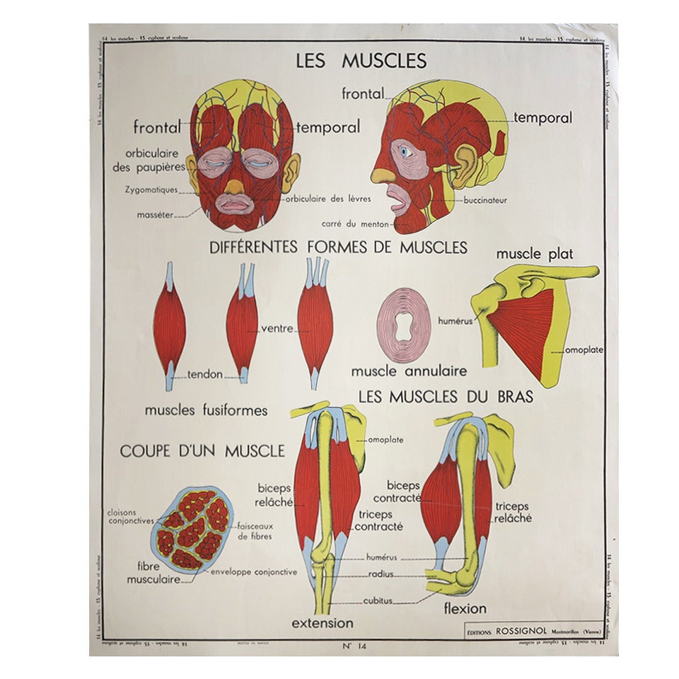 Vintage Human Anatomy School Chart, France,  circa 1950 - 1955 For Sale