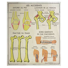 Retro Human Anatomy School Chart, France, circa 1950 - 1955