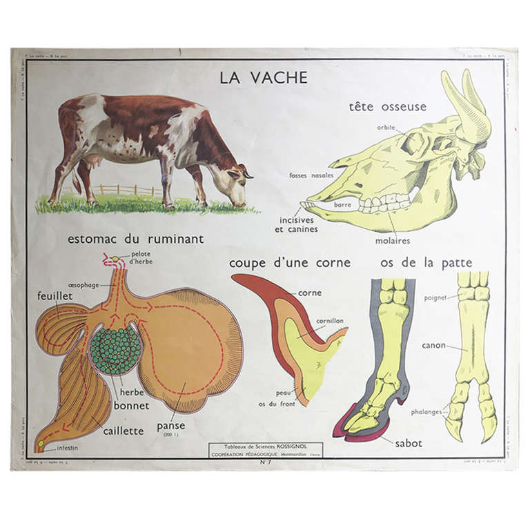 Vintage Animal Anatomy School Chart, France, circa 1950 1955 at 1stdibs