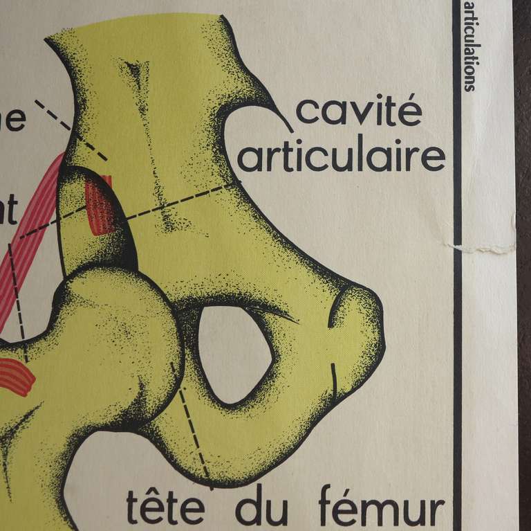 Mid-Century Modern Vintage Human Anatomy School Chart, France, circa 1950 - 1955 For Sale