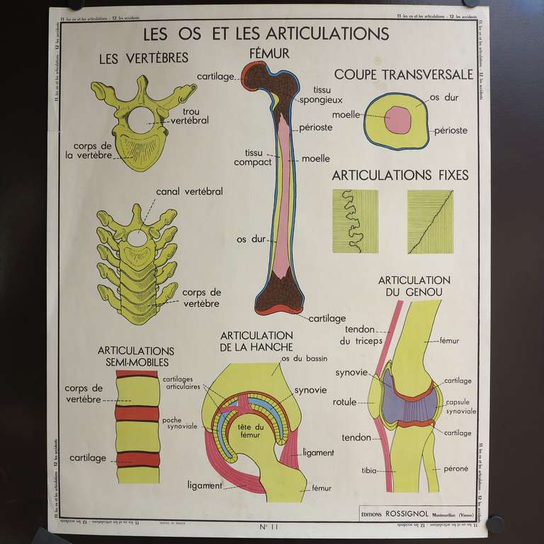 French Vintage Human Anatomy School Chart, France, circa 1950 - 1955 For Sale