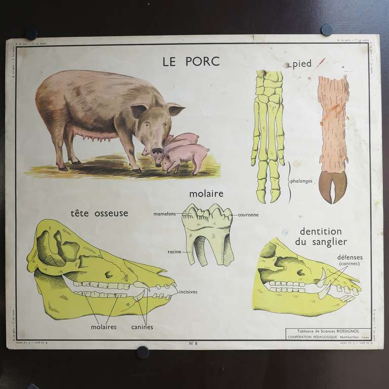 Vintage Animal Anatomy School Chart, France, circa 1950 1955 at 1stDibs