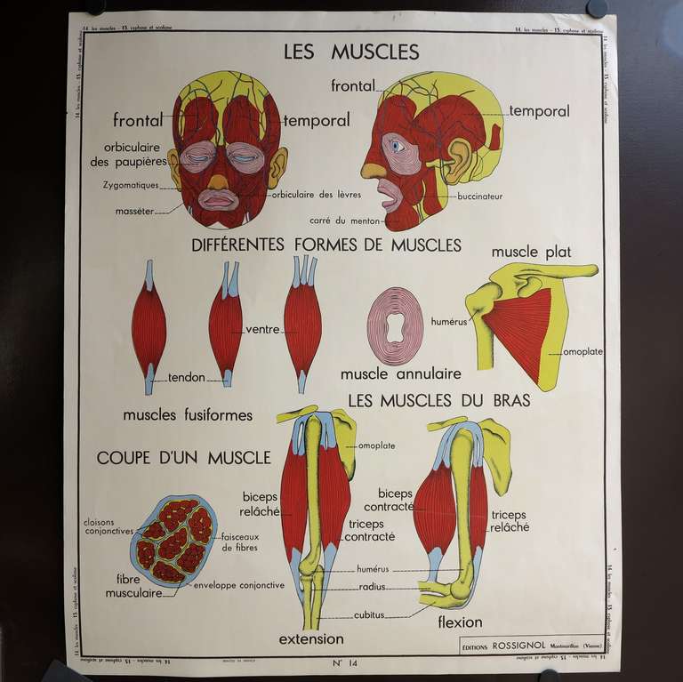 Vintage human anatomy school chart, France, circa 1950 - 1955.

Title: Les Muscles / Hygiene Du Squelette.

Material: Carton, printed on both sides.

Year: 1950 - 1955.

Measure : 89 x 75 cm.

Manufacturer: Edition Rossignol.

Condition