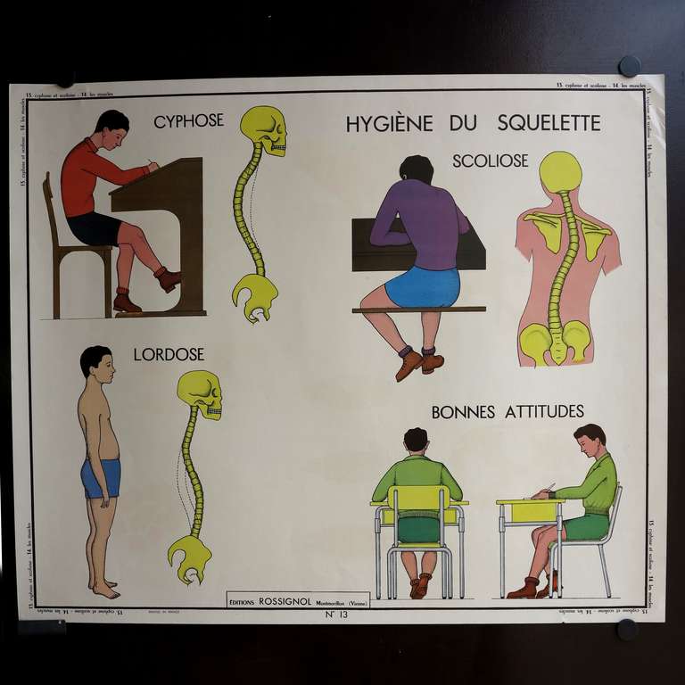 Mid-Century Modern Vintage Human Anatomy School Chart, France,  circa 1950 - 1955 For Sale
