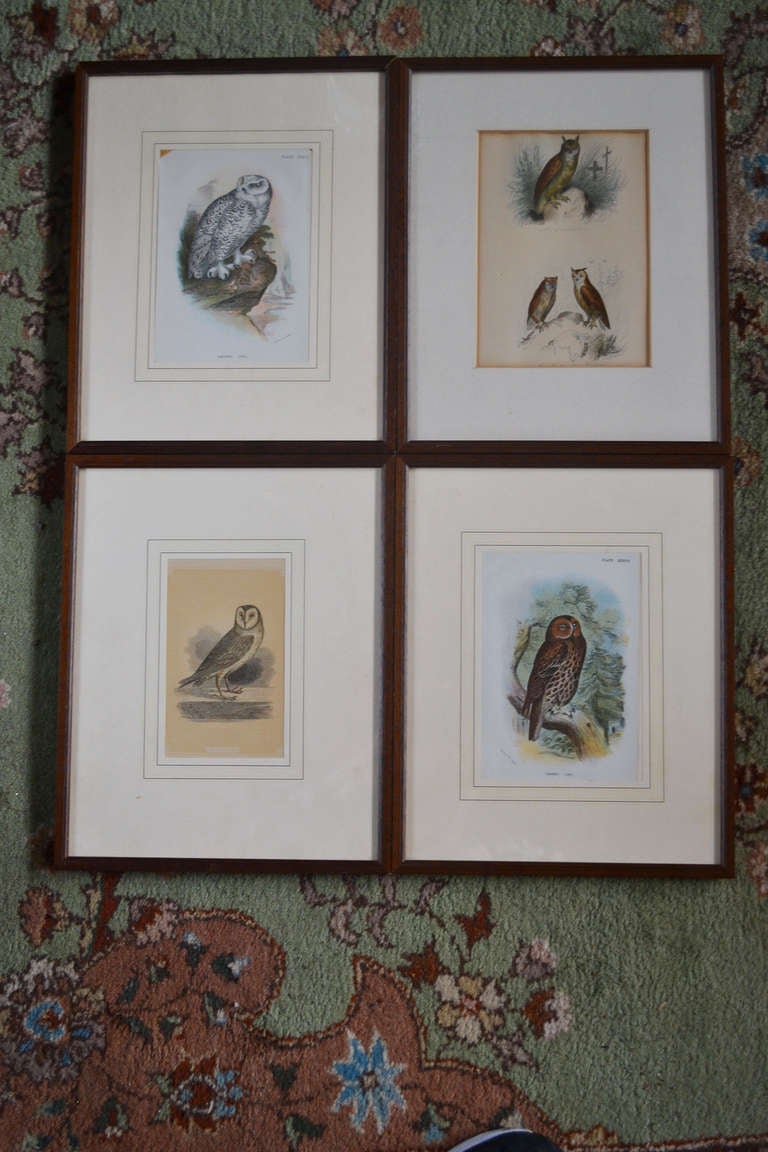 Set of Four 19th Century Framed Prints of Owls