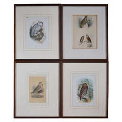 Antique Set of Four 19th Century Framed Prints of Owls