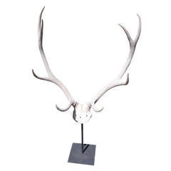 Decorative Antler With Skull on Stand
