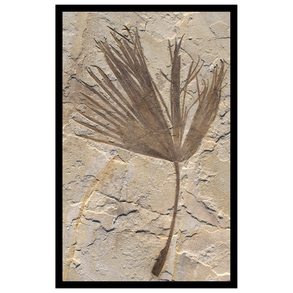Large Palm, Frond Stone Fossil Wall Art Sculpture