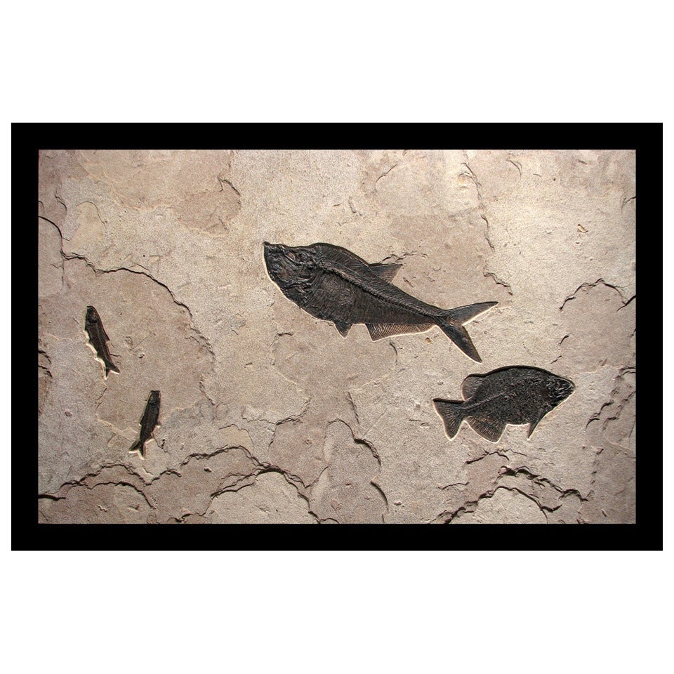 Large Green River Fossil Wall Art Sculpture Featuring Several Fish on Limestone