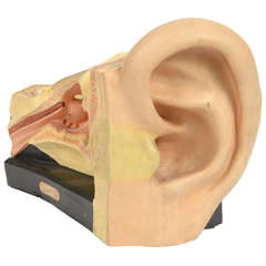 German Model of the Human Ear, 1950s 1