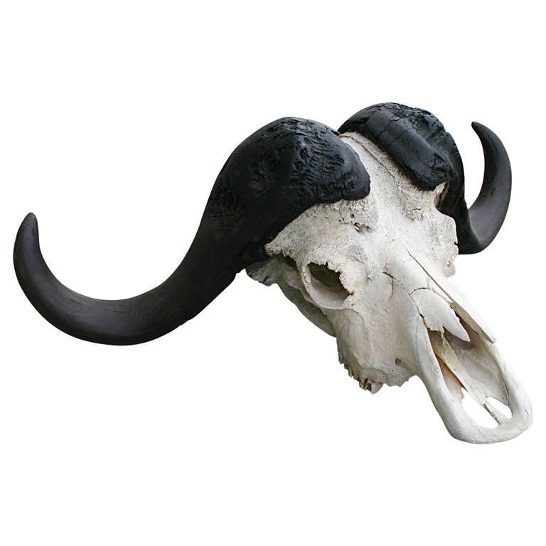 Water Buffalo Skull For Sale at 1stDibs