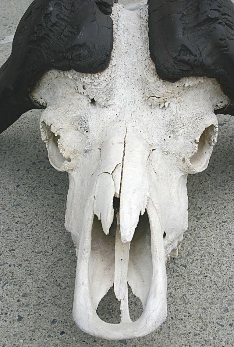 Water Buffalo Skull For Sale at 1stDibs