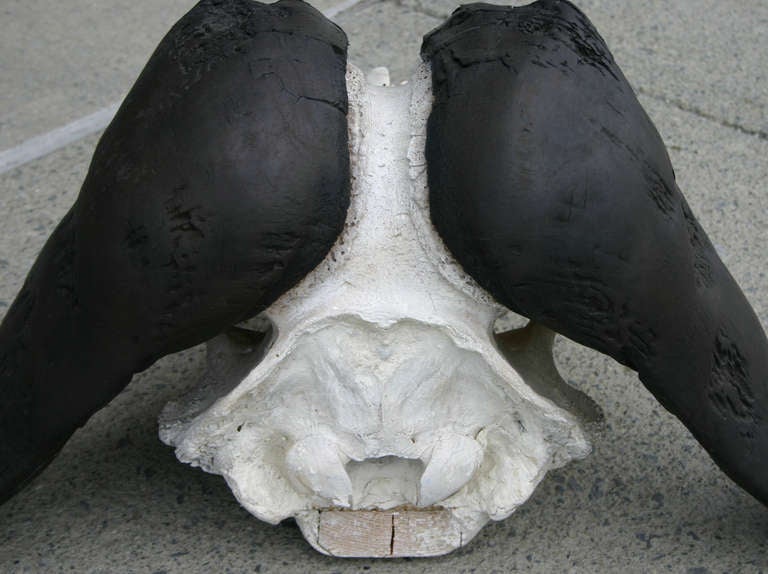 Water Buffalo Skull For Sale at 1stDibs