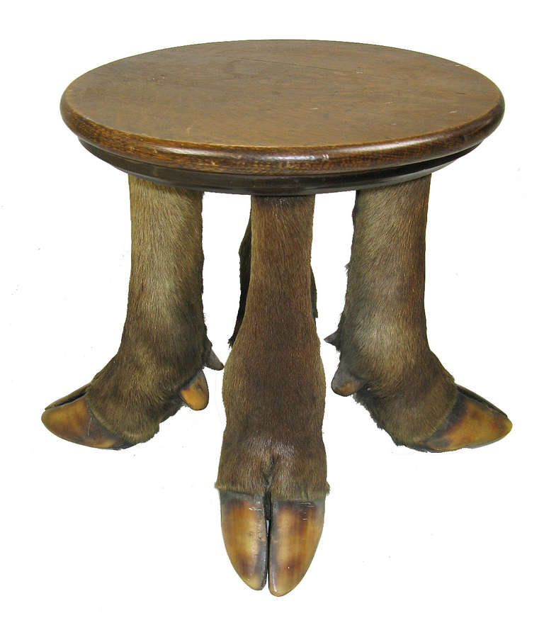 The base of this occasional table consists of four taxidermy moose legs, and the top is oak. It is a very heavy and sturdy piece in excellent condition with no wobble. A classic accessory for a rustic lodge or gentleman's library.