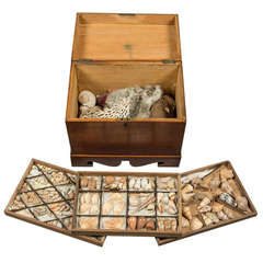 Antique Collection of Seashells in a Satinwood Box, 1820