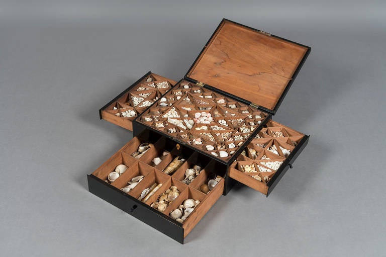 Mid-19th Century Ebonised Fruitwood Collectors Box, Filled with Shells