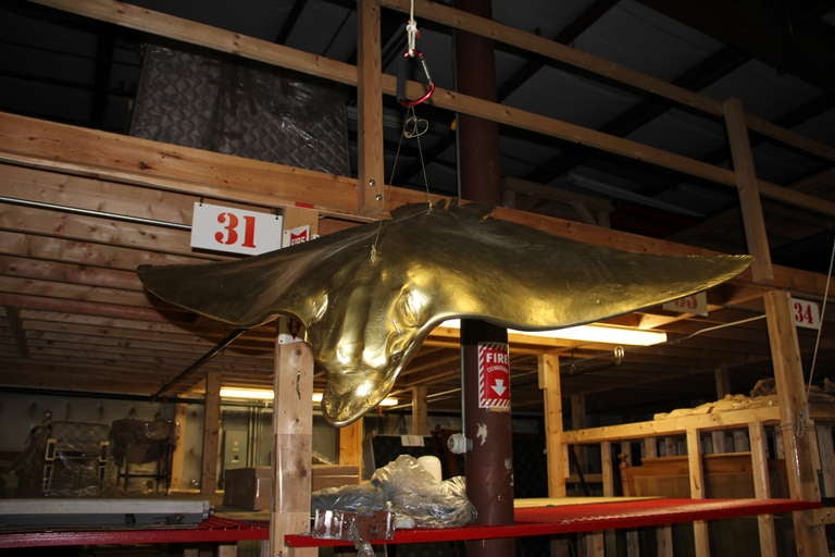 Large Scale Plaster Sting Ray In Excellent Condition For Sale In Cambridge, MA