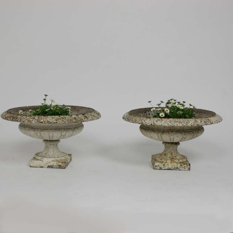 Beautiful pair of cast iron jardinieres on shallow fluted feet, with gadrooning at the lower body, an egg and dart rim and remains of pale green and white paint. 
Wonderful old weathered surface.