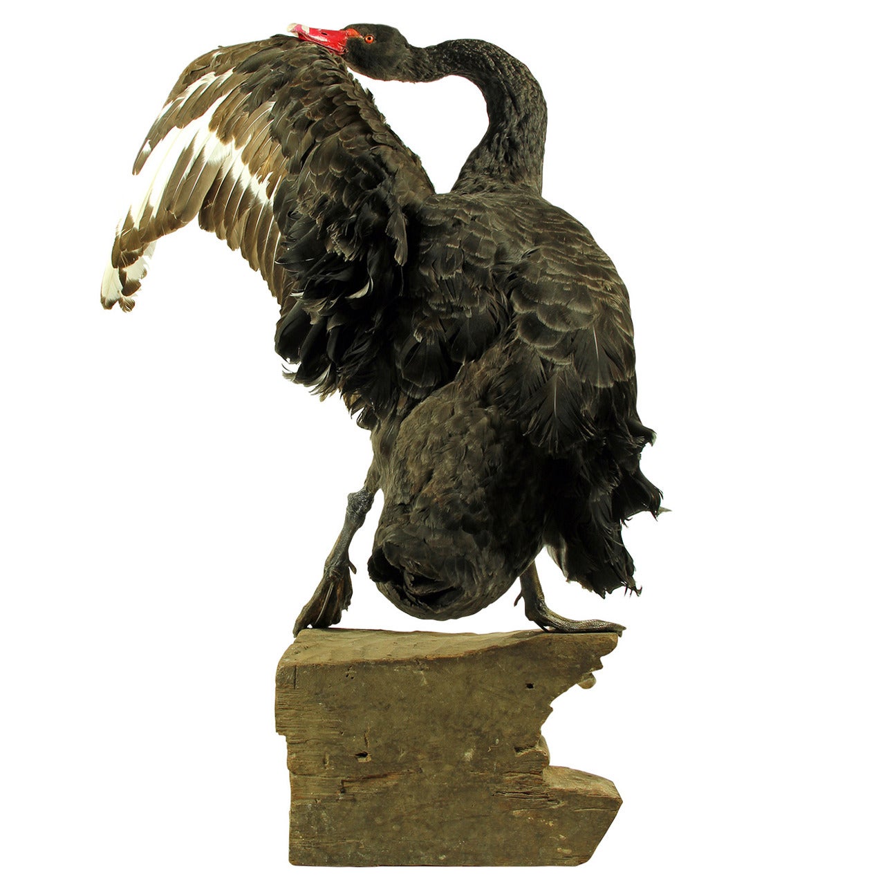 Fine Taxidermy Black Swan by Sinke & van Tongeren