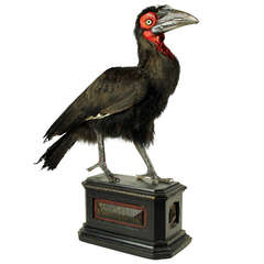 Fine Taxidermy Southern Ground Hornbill by Sinke & van Tongeren