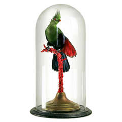 Fine Taxidermy Livingstone's Turaco by Sinke & van Tongeren