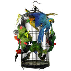 Fine Taxidermy Birdcage by Sinke & van Tongeren