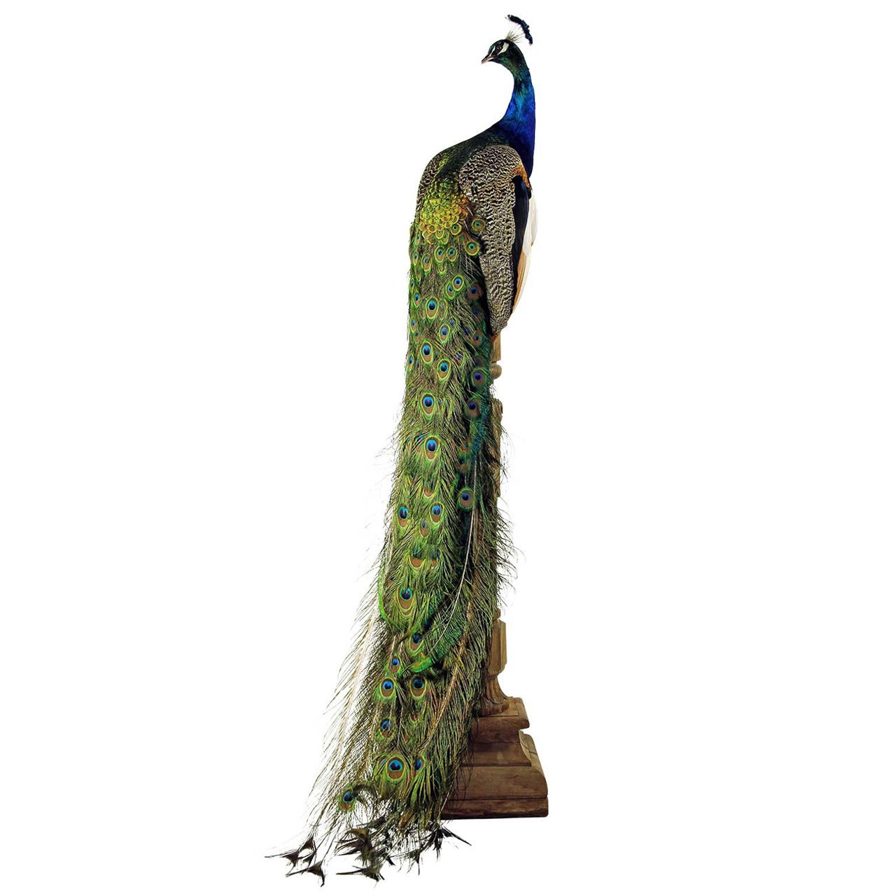 Fine Taxidermy Blue Peafowl by Sinke & van Tongeren