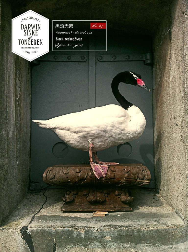 Fine Taxidermy Black-Necked Swan by Sinke & Van Tongeren