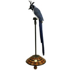 Fine Taxidermy Black-Throated Magpie-Jay by Sinke & van Tongeren