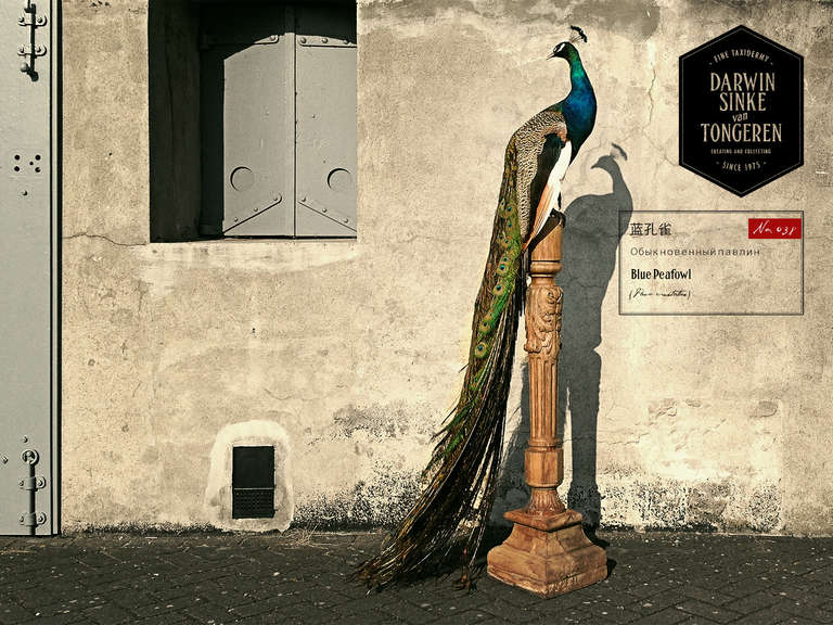 Fine Taxidermy Blue Peafowl by Sinke & van Tongeren 5