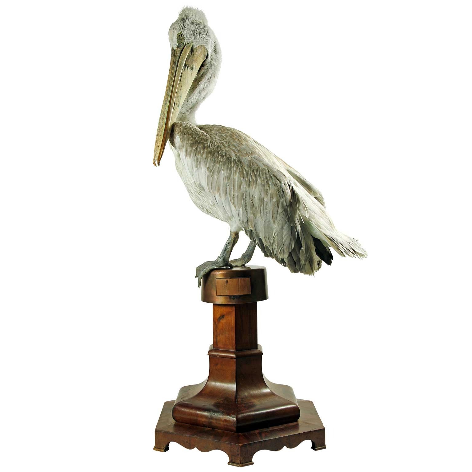 Pélican blanc américain en taxidermie fine par Sinke & van Tongeren