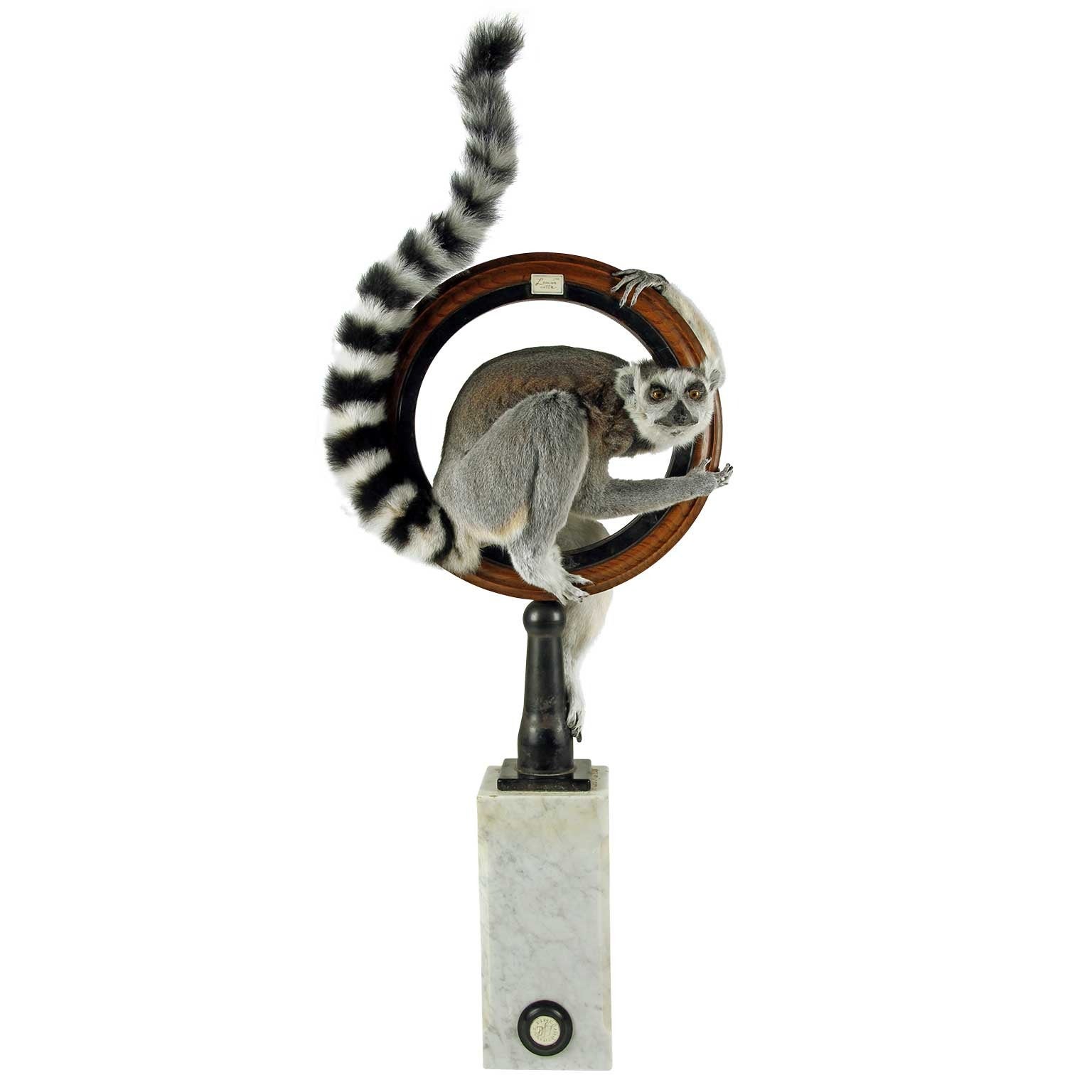 Fine Taxidermy Ring-tailed Lemur by Sinke & van Tongeren