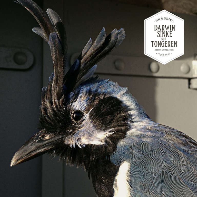 Baroque Taxidermie fine de la Pie-Jay à gorge noire par Sinke & van Tongeren