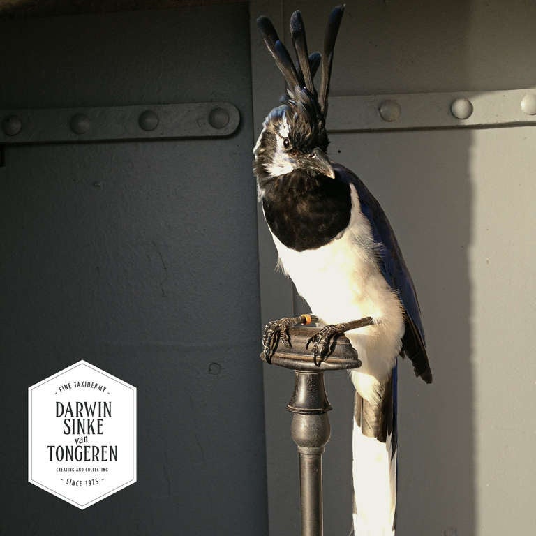 XXIe siècle et contemporain Taxidermie fine de la Pie-Jay à gorge noire par Sinke & van Tongeren