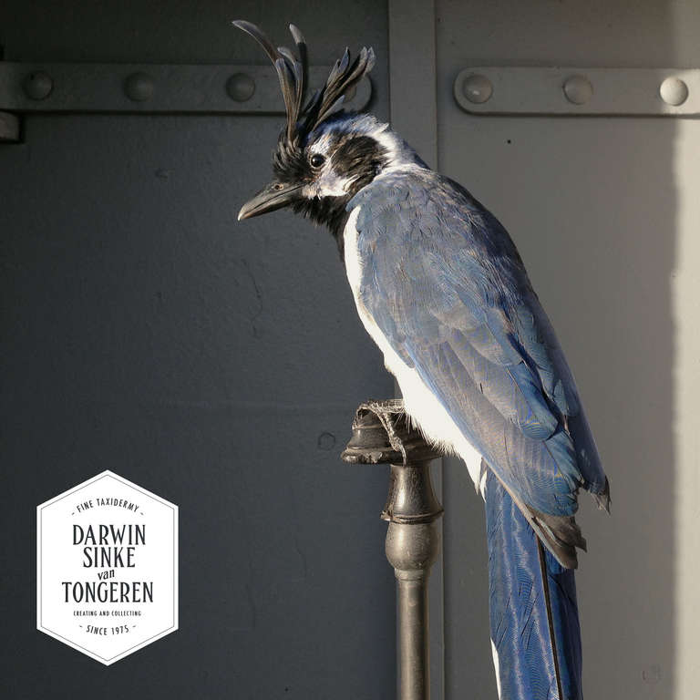 Taxidermie fine de la Pie-Jay à gorge noire par Sinke & van Tongeren Excellent état à Haarlem, NL