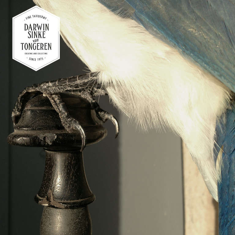 Laiton Taxidermie fine de la Pie-Jay à gorge noire par Sinke & van Tongeren
