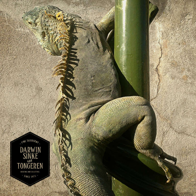 Baroque Fine Taxidermy Green Iguana by Sinke & van Tongeren