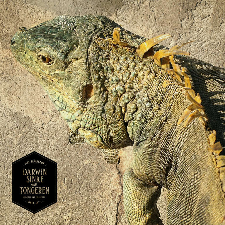 iguana taxidermy