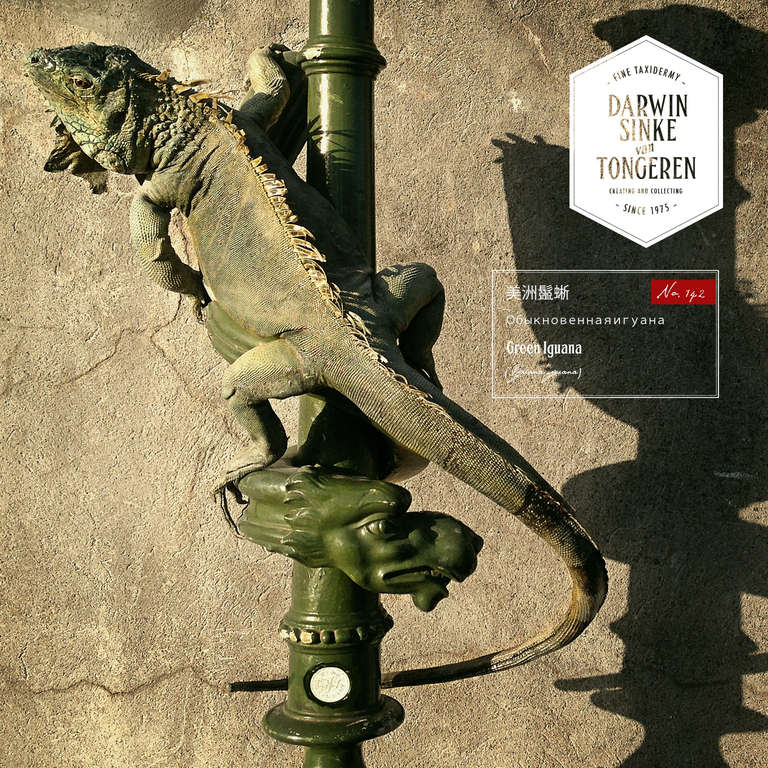 Mixed media.  A huge mounted and hand-painted Iguana iguana on a unique antique column. Green Iguana is part of the 'La vie dans l'Eden' Collection of Darwin, Sinke & van Tongeren.

We're also available for 1st. Class  custom made Fine Taxidermy